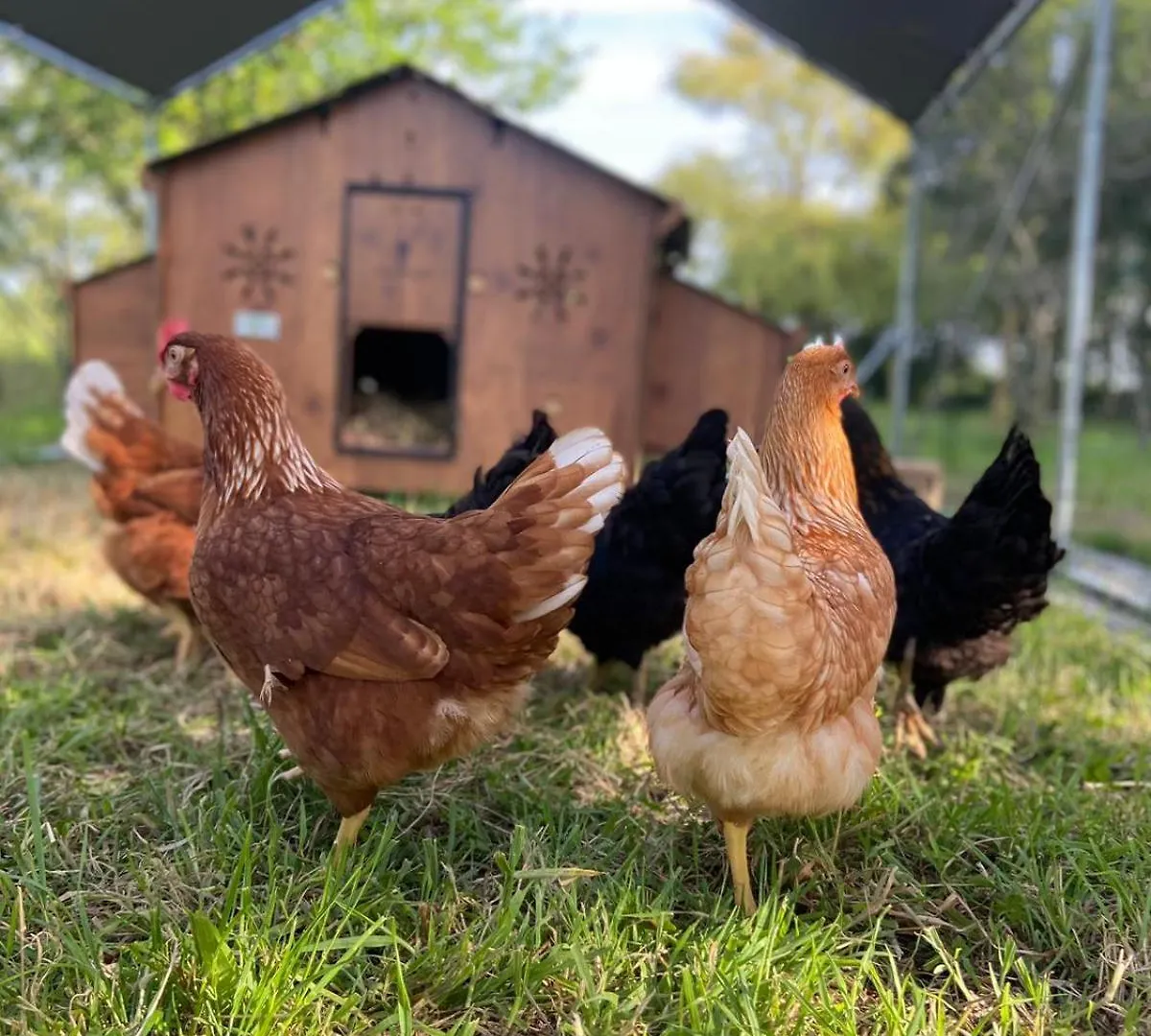 Camping Les Vergers De Squividan *** Tréffiagat